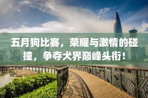五月狗比赛，荣耀与激情的碰撞，争夺犬界巅峰头衔！