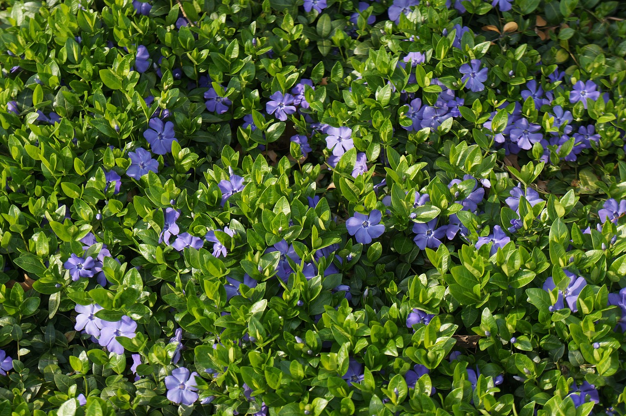 茼蒿最新价格行情及分析